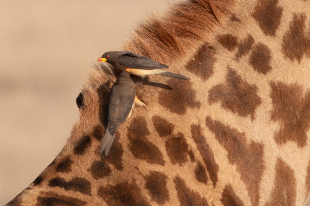 Ber Uns Bahati Safari